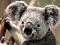 koalakoala